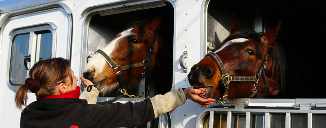 pferde füttern trailer