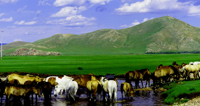 pferde mongolei