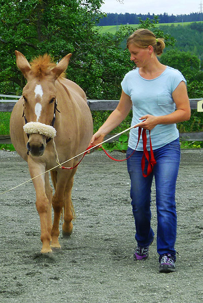Verena Erfahrungen mit TTouch für Pferde