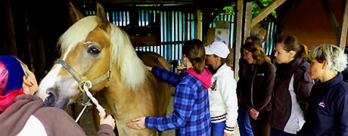 TTouch® Erfahrungen mit Pferden – Blogs & Infos