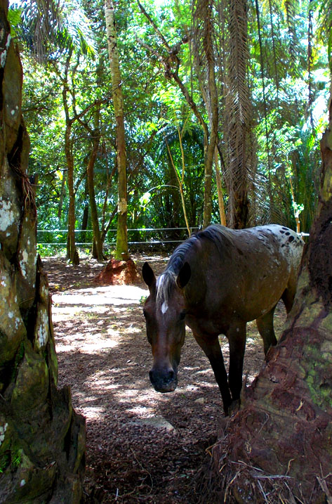 appaloosa pferde seychellen