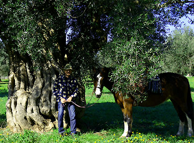 apulien reiten alte olivenbäume