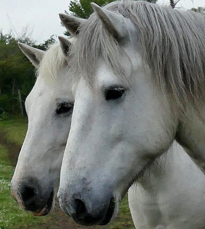 camargue Pferde frankreich web