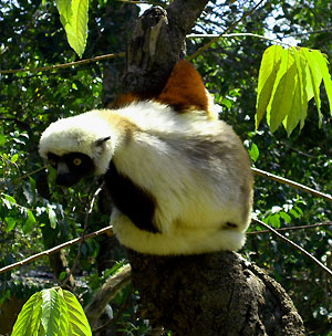 lemure affen in madagaskar 1