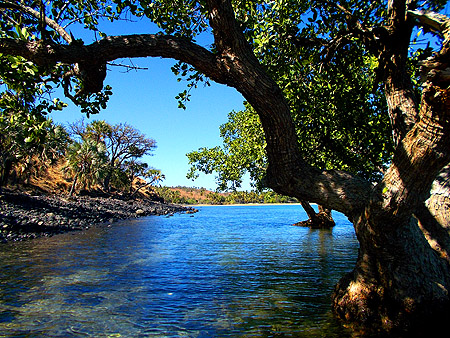 mangroven madagaskar