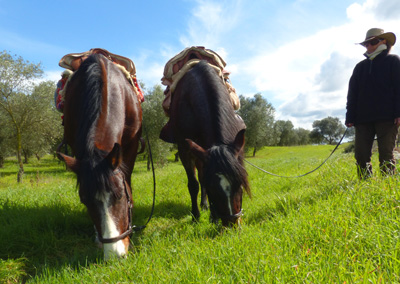 italien pferde grasen