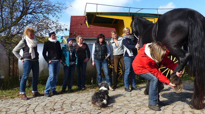 TTouch Kurs für pferde ausbildung rumänien web